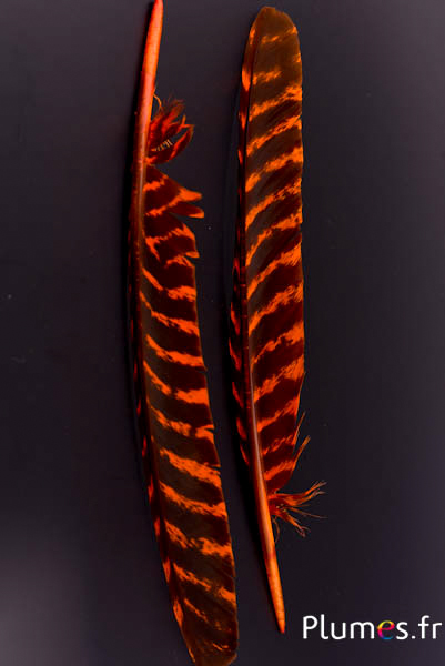 Dindon bronze - 33-38 cm - orange-noir 